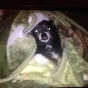 Meet your Posher, Winter